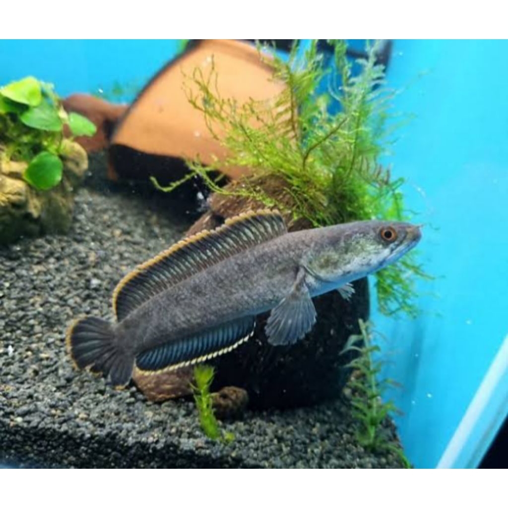 Limbata Single Tank Mental Gacor rim bagus 11/13 cm