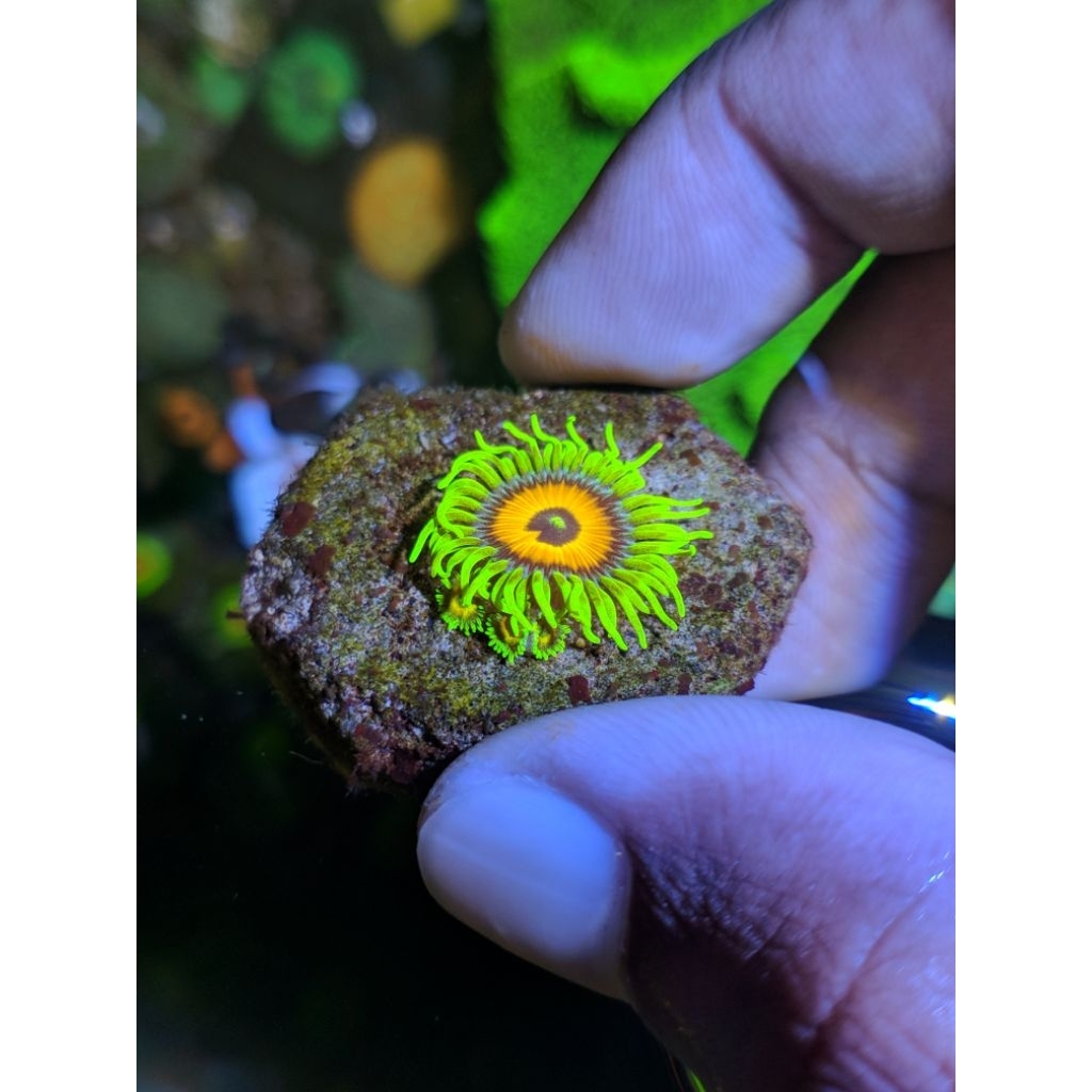 Coral Zoa Sunflower