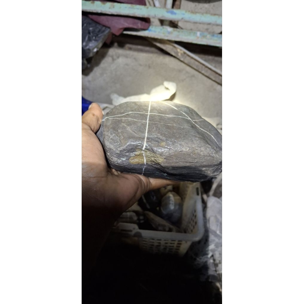 akik tapak jalak badar emas