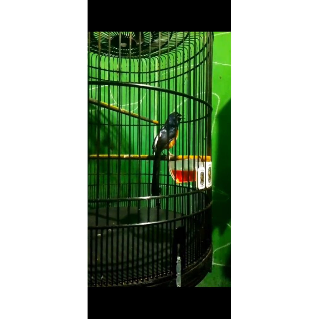 MURAI BATU BLOROK JANTAN GACOR