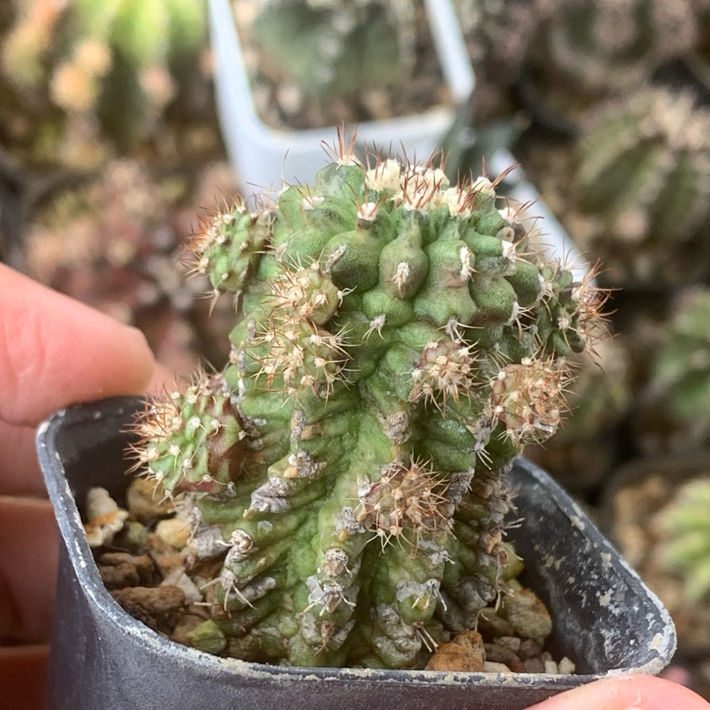 Gymno Tlux x pink diamond Thulk ( gymnocalycium tseries mihanovichii kaktus mini tanaman hias hidup 