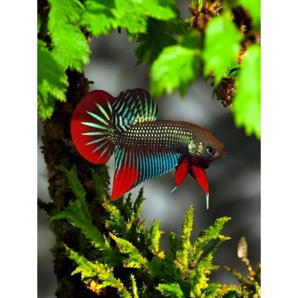 Wild Betta Imbellis Padi (Wild Caught) Size M