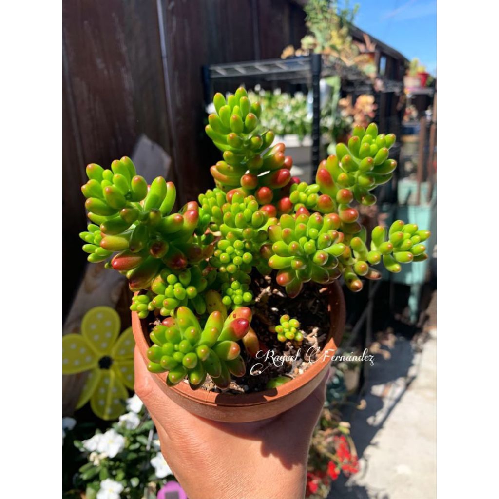 Sukulen Jelly Bean Menor Merah On pot 8cm / Tanaman hias Sukulen Kaktus pontianak