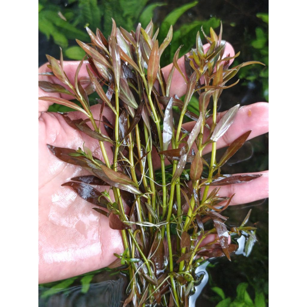LUDWIGIA BREVIPES TANAMAN HIAS AQUASCAPE AQUARIUM
