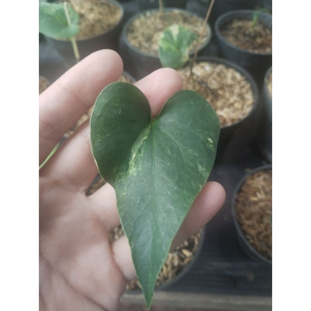 anthurium corong varigata bonggol