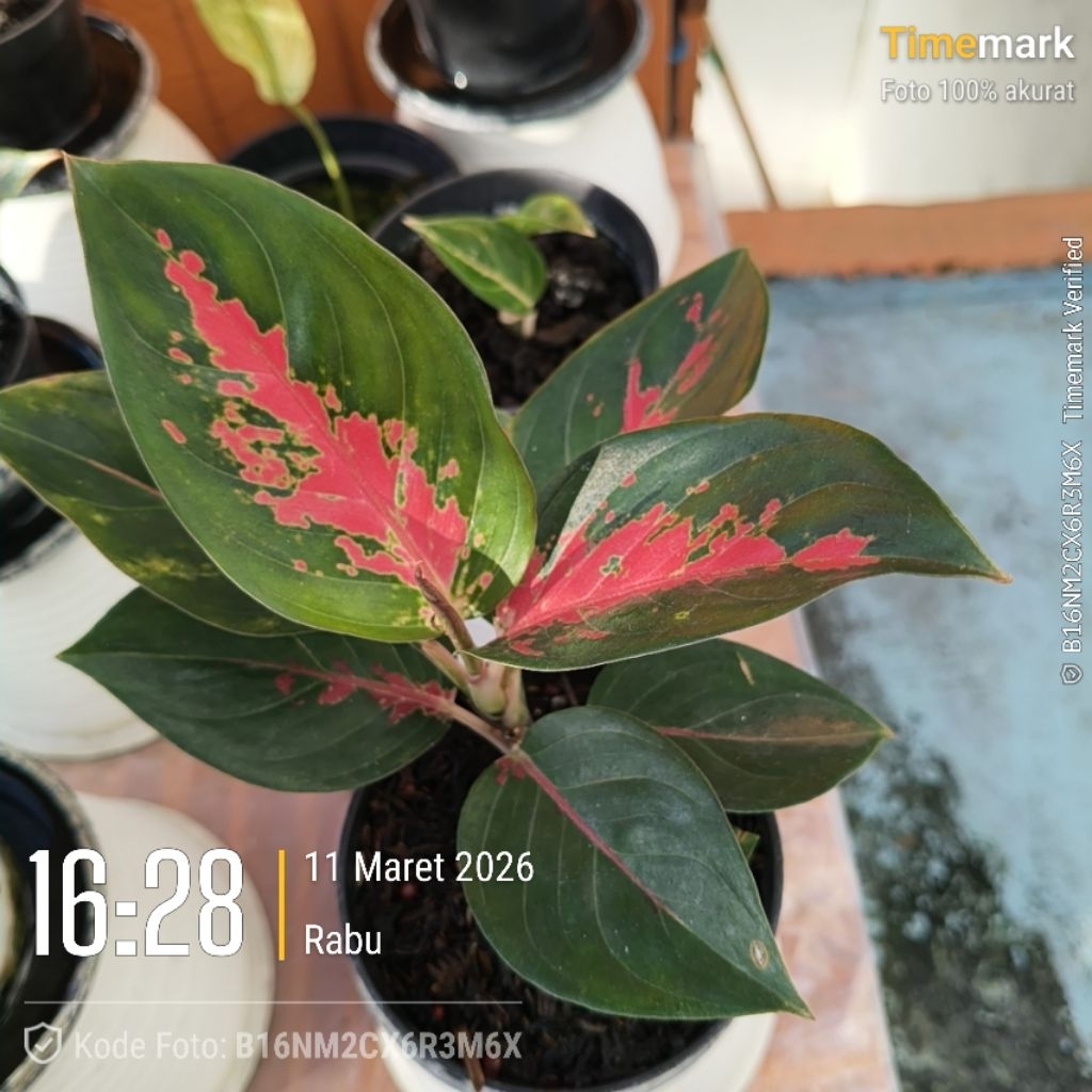 Aglaonema Ketik Deal 3# - Suksom Batik