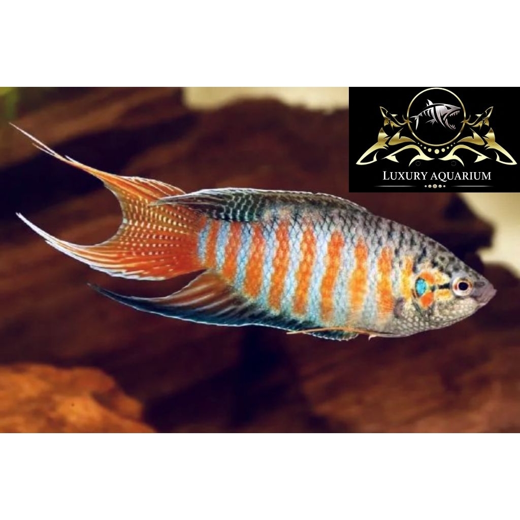 Ikan Paradise Gourami 5cm