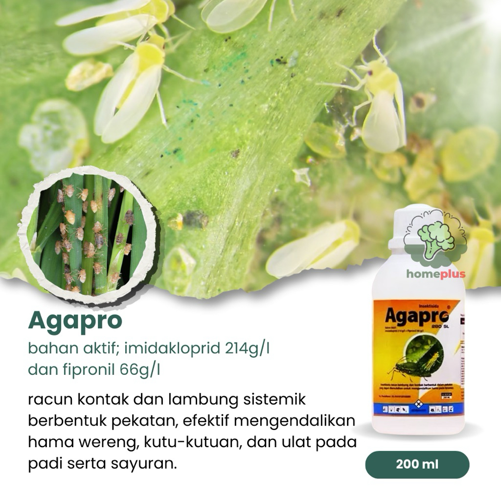Insektisida Kontak Sistemik Agapro , Mengendalikan Hama Kutu Kebul , Wereng Thrips
