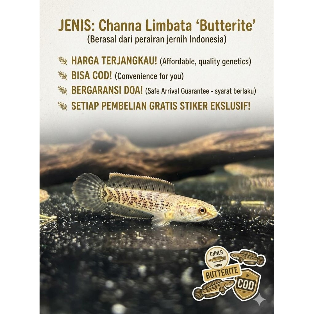 Limbata butterfly × granite 4-7cm kualitas super grade A++ langka