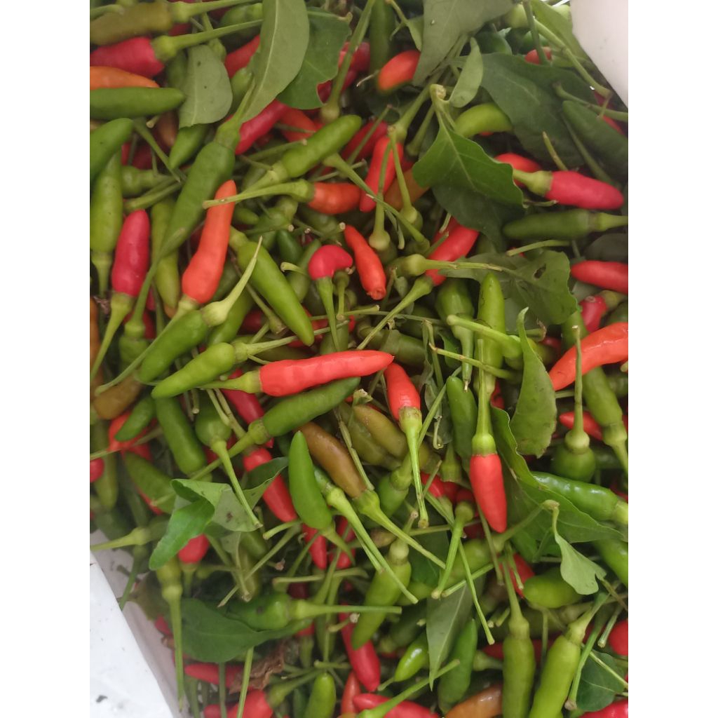 cengek kecil hijau 500gr/cabai kecil gunung