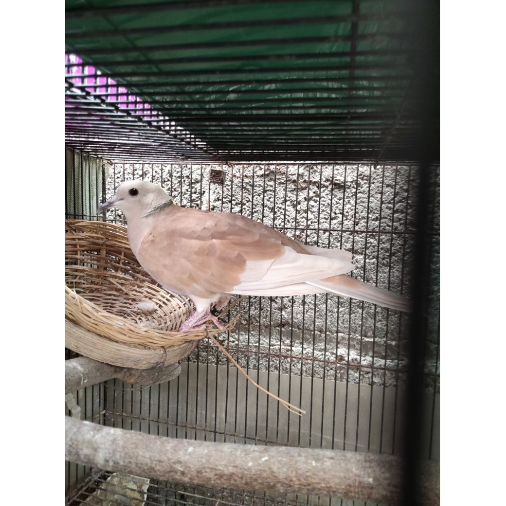 Puter pelung hybrid dewasa gacor