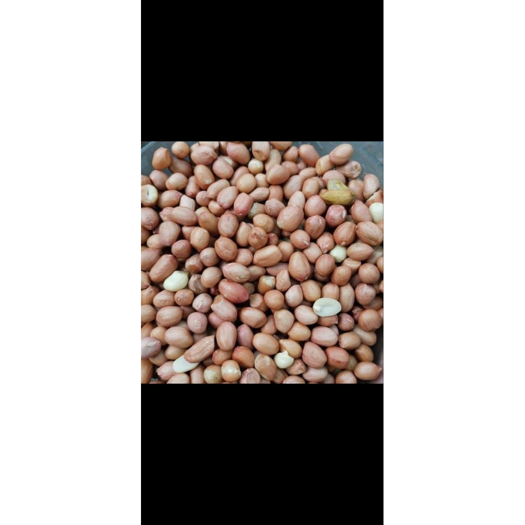 KACANG TANAH KULIT MENTAH 1 KG