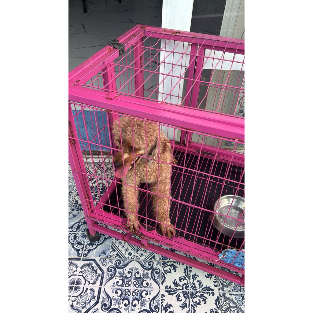 Anjing Red Pudel Betina Dewasa