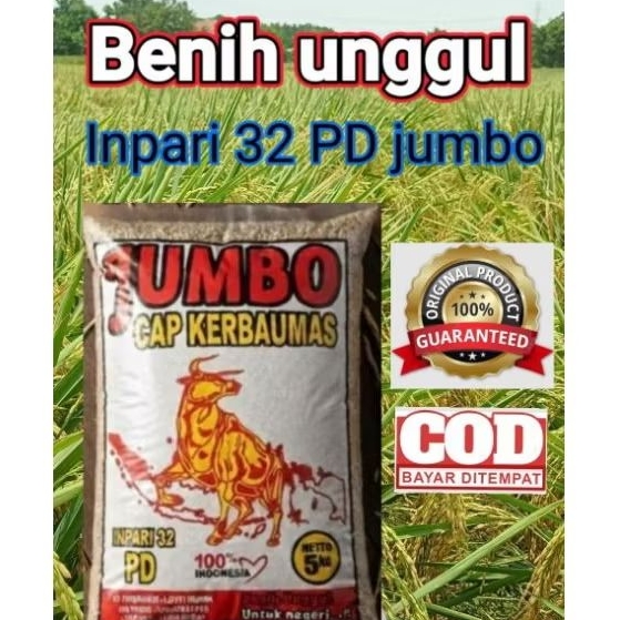 (5Kg) Bibit Benih Padi Unggul Inpari 32 PD jumbo Cap Kerbau Mas