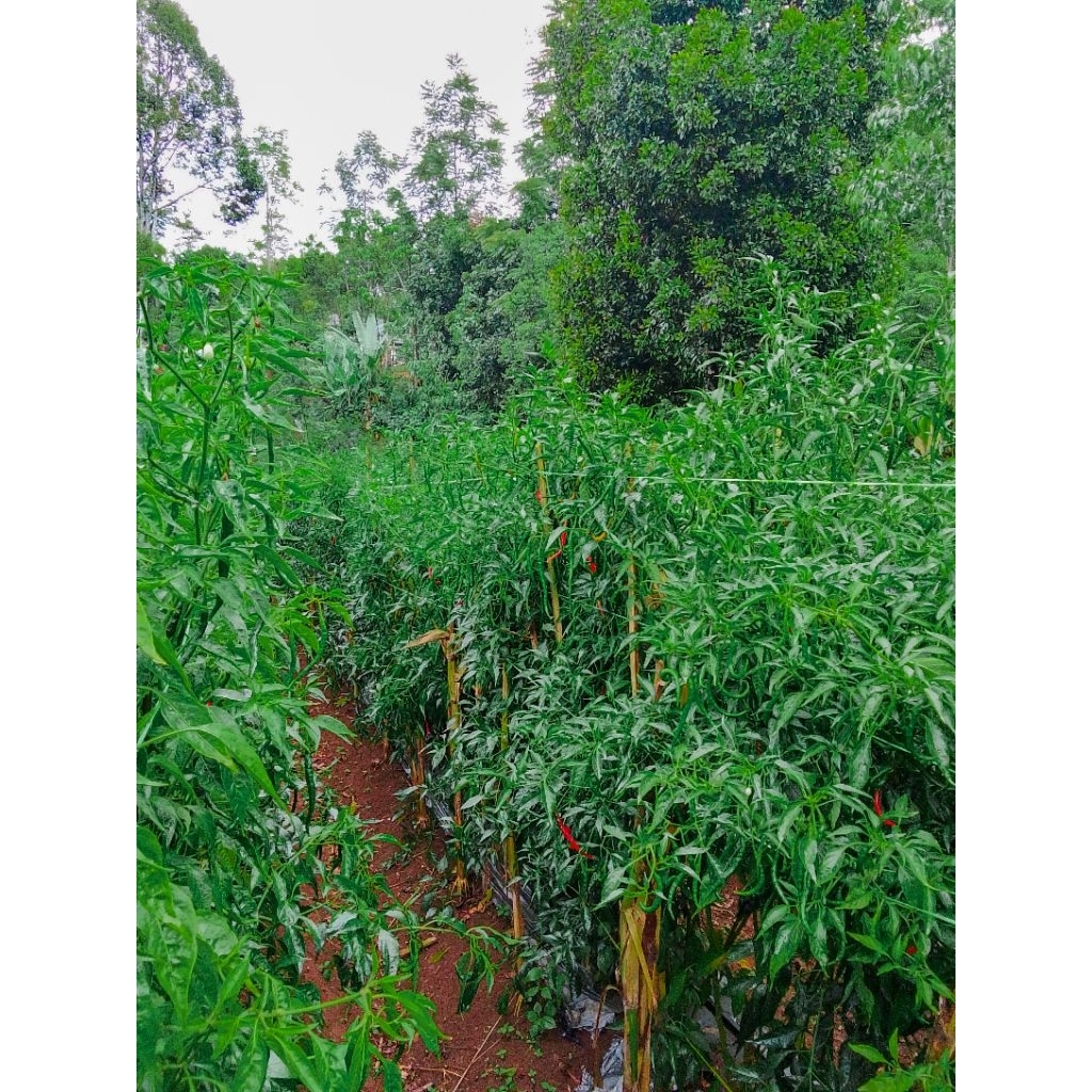 Bibit Cabe Siramping