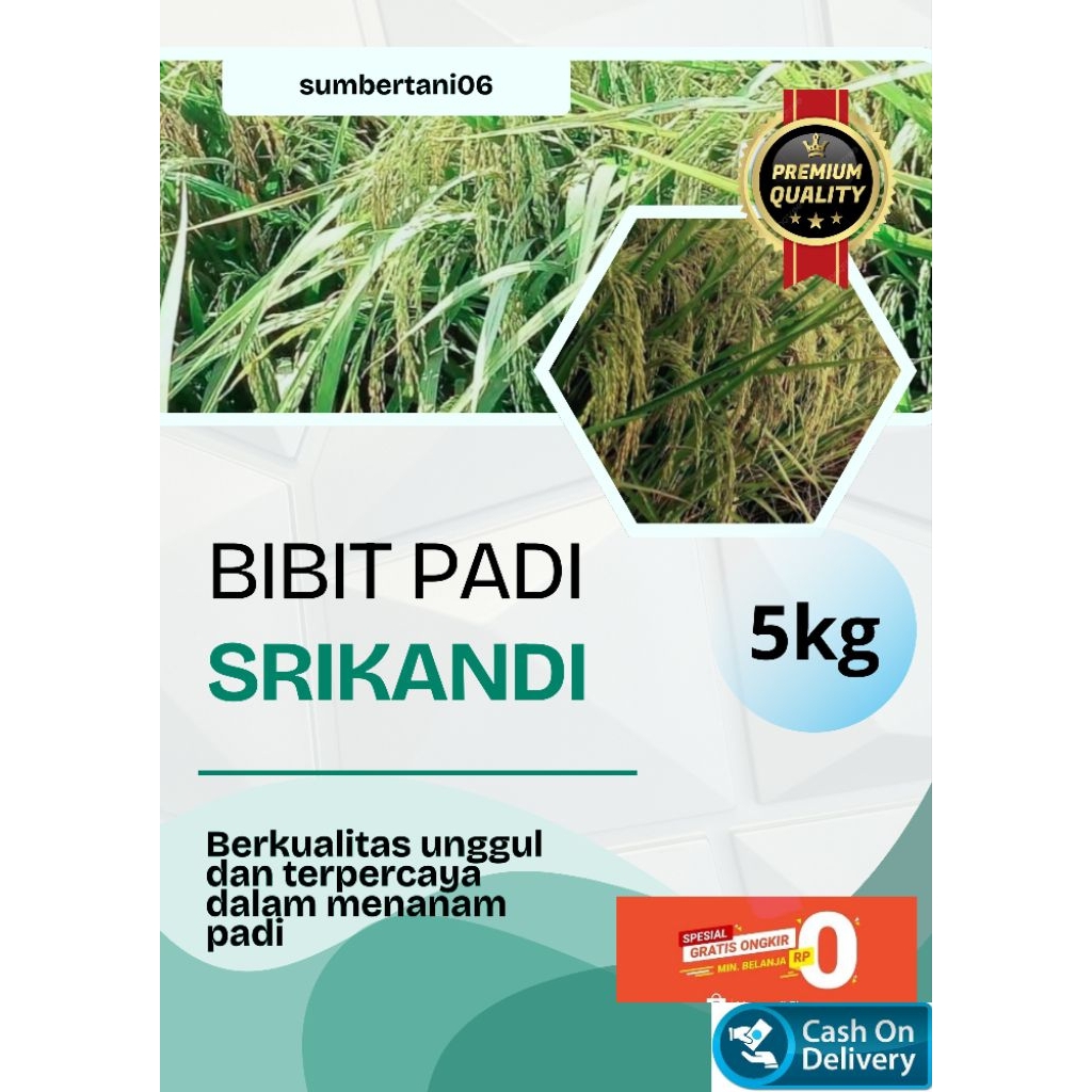 BIBIT PADI SRIKANDI KEMASAN (5KG) BERKUALITAS UNGGUL DAN TERPERCAYA