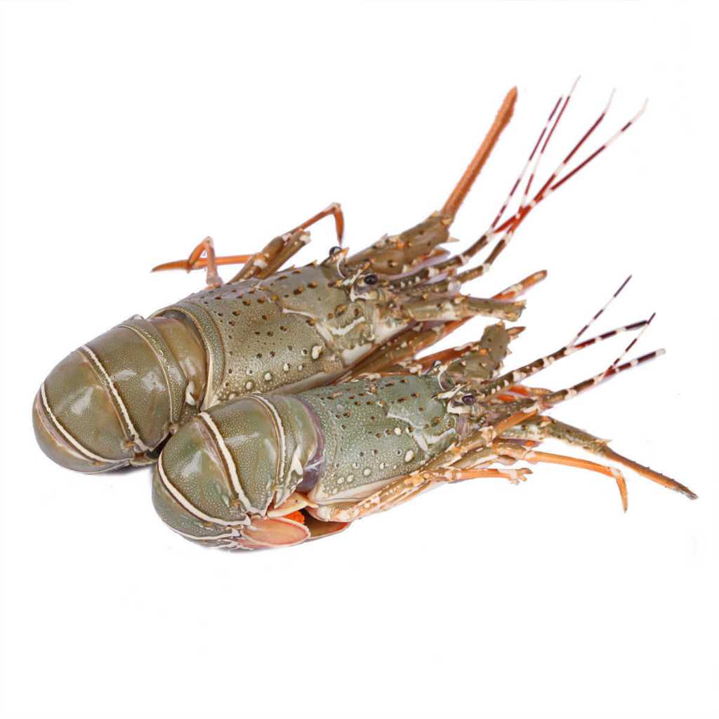 Lobster 1Kg / Lobster Segar / Lobster Beku / Lobster Laut / Lobster Fozen / Udang Lobster