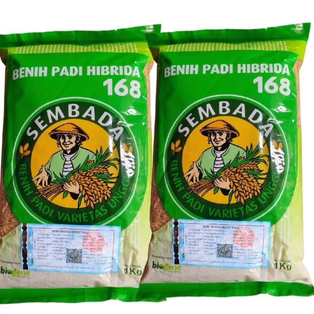 Paket 1 Dus isi 20 kg benih padi hibrida sembada 168 berkualitas original %(bonus 2kg)