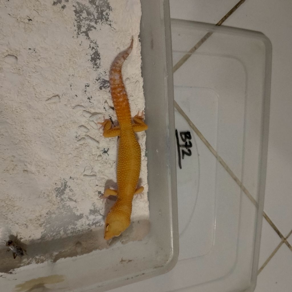 Koleksi gecko berkualitas data lengkap check out, gecko dikirim sesuai foto yang ada di produk