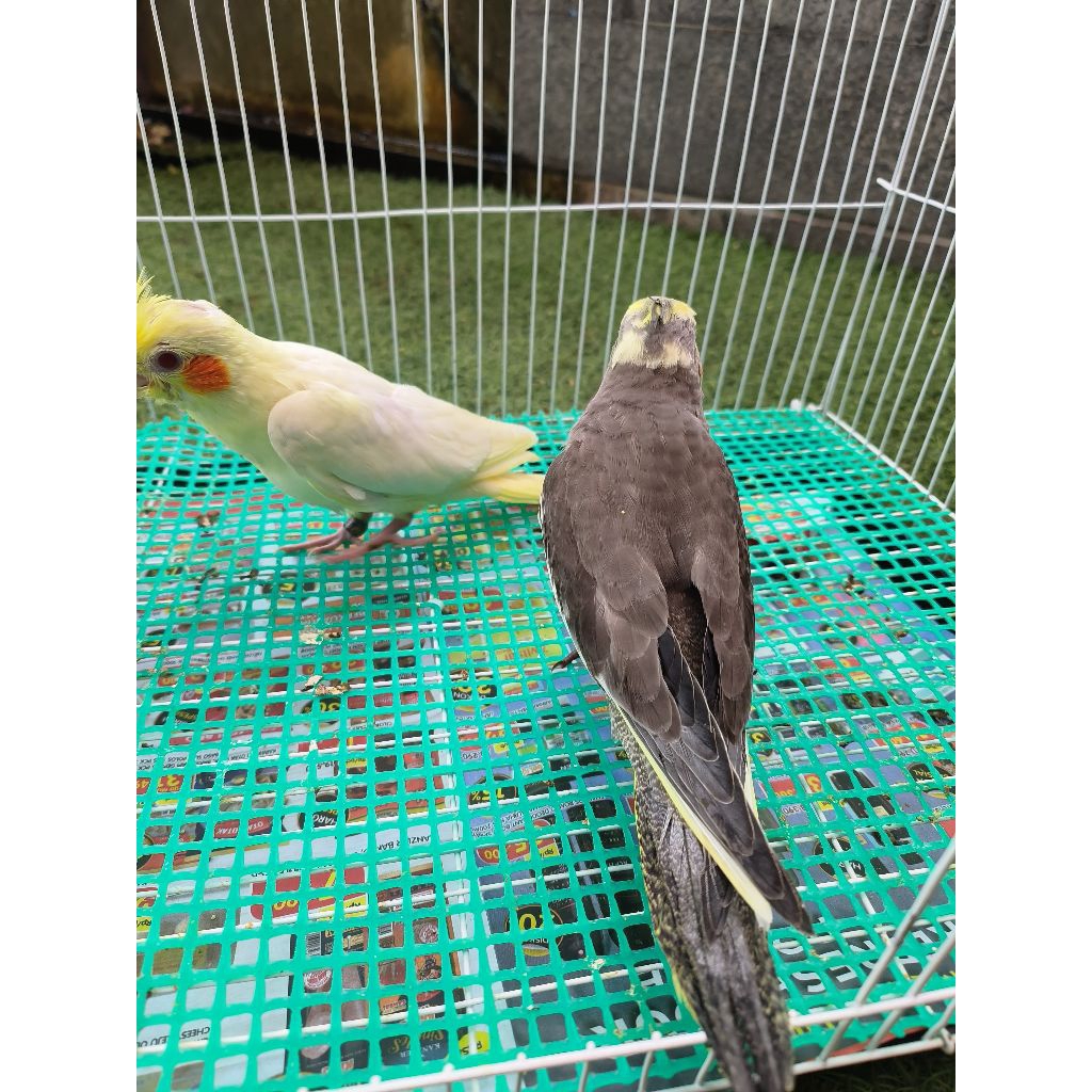burung cockatiel falk jinak skill bandung parkit australia