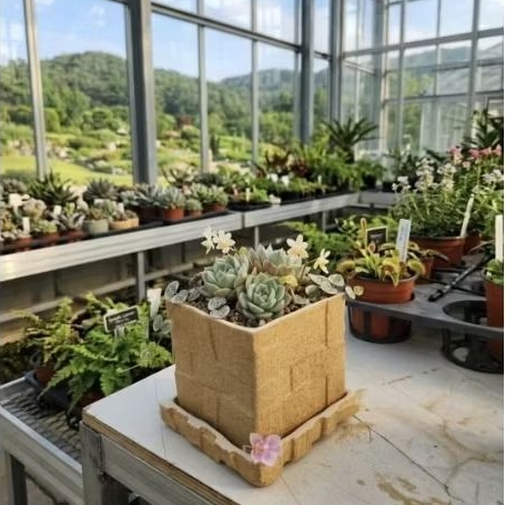 Sukulen Pot | Pot Mini | Souvenir Tanaman