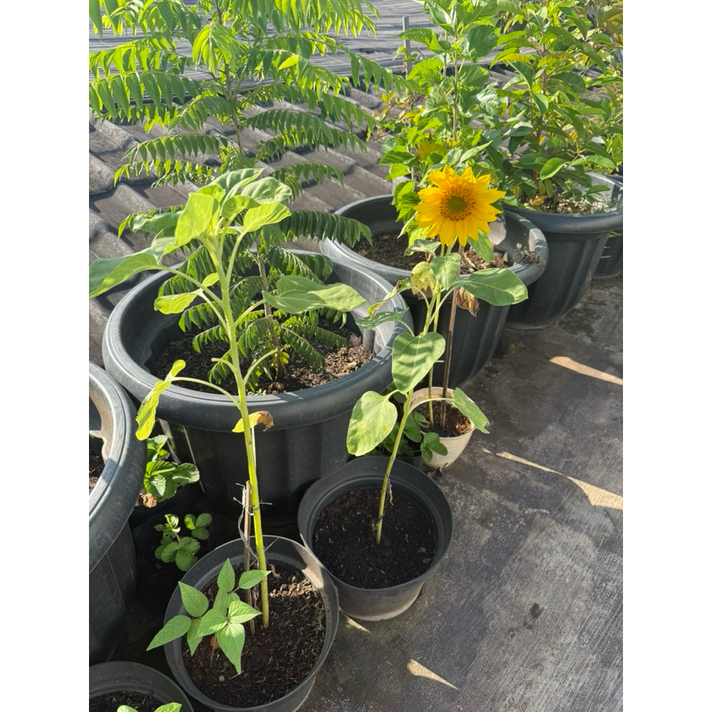 Tanaman Hidup Bunga Matahari Besar Sudah Berbunga