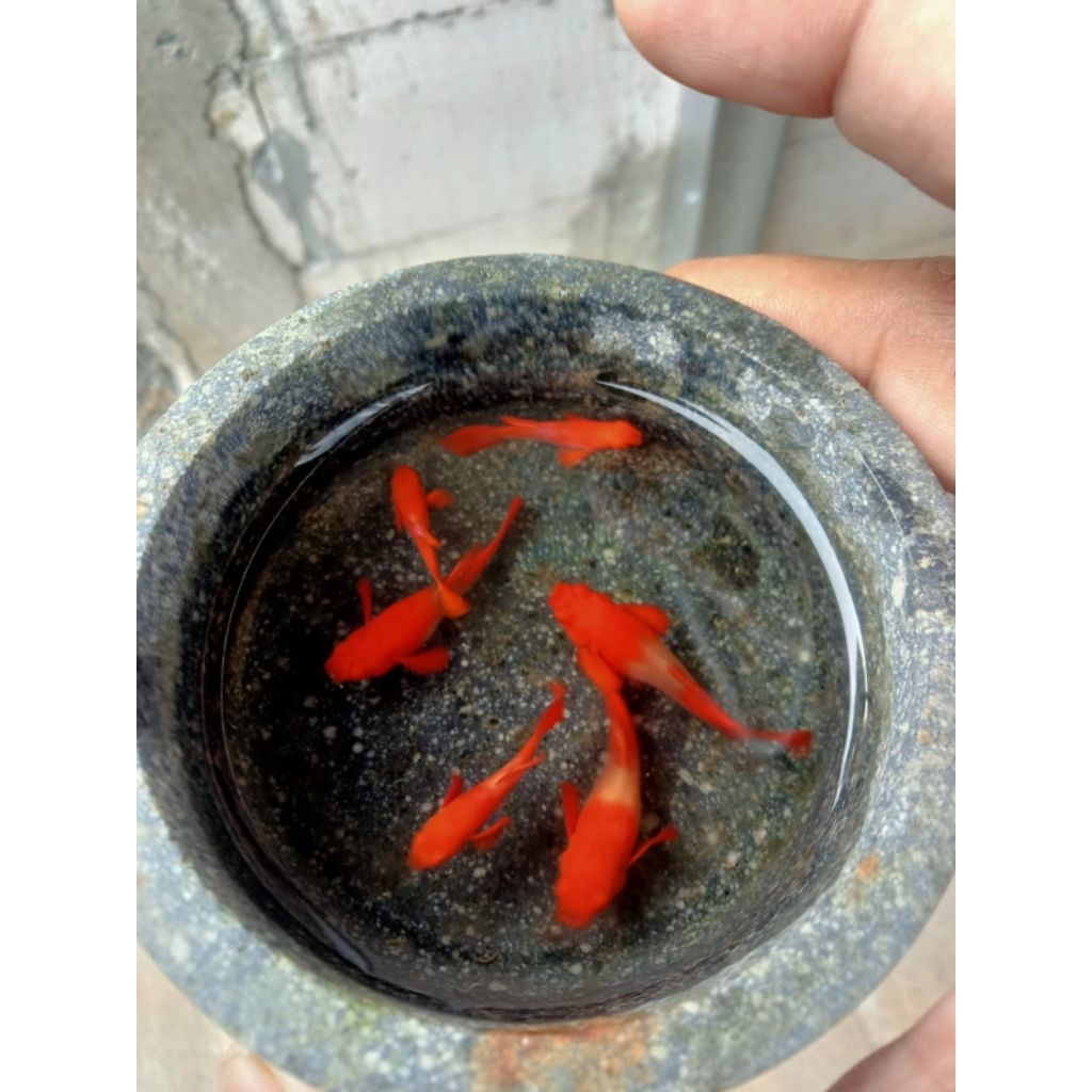 Ikan Guppy Albino Koi Red Ear satu pasang jantan betina - Hiasan Aquarium Elegan