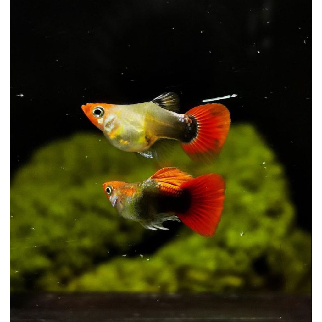 Guppy tuxedo koi Short body glass Bali sepasang