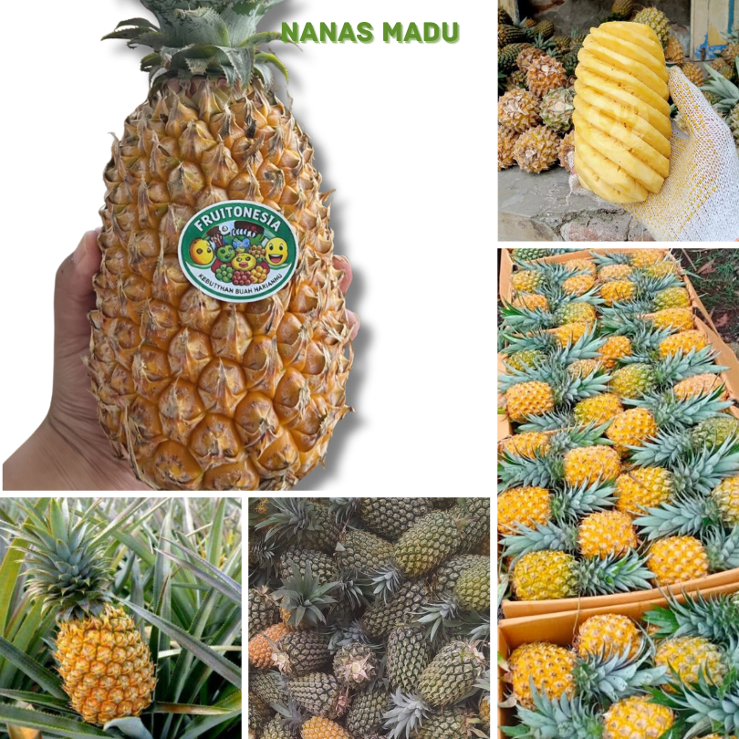 FRUITONEISA BUAH NANAS MADU ASLI BLITAR MANIS 100% MANIS NANAS KHAS BLITAR KUALITAS SUPER GRADE A 1K