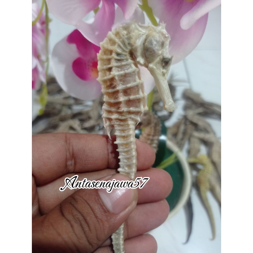 Kuda Laut kering Asli fresh PILIHAN uk.11_15cm (1Biji)