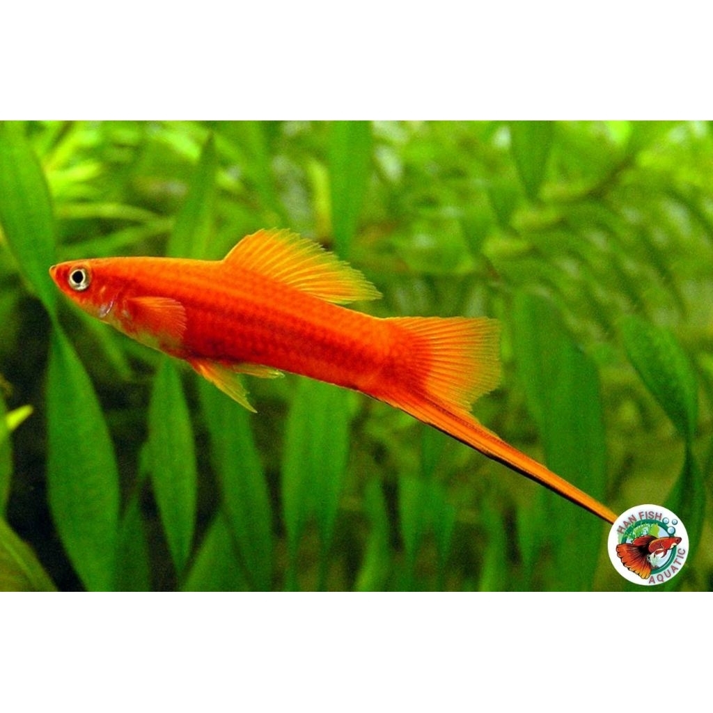 TERLARIS IKAN HIAS PLATY PEDANG MERAH/PLATY TAIL SWORD