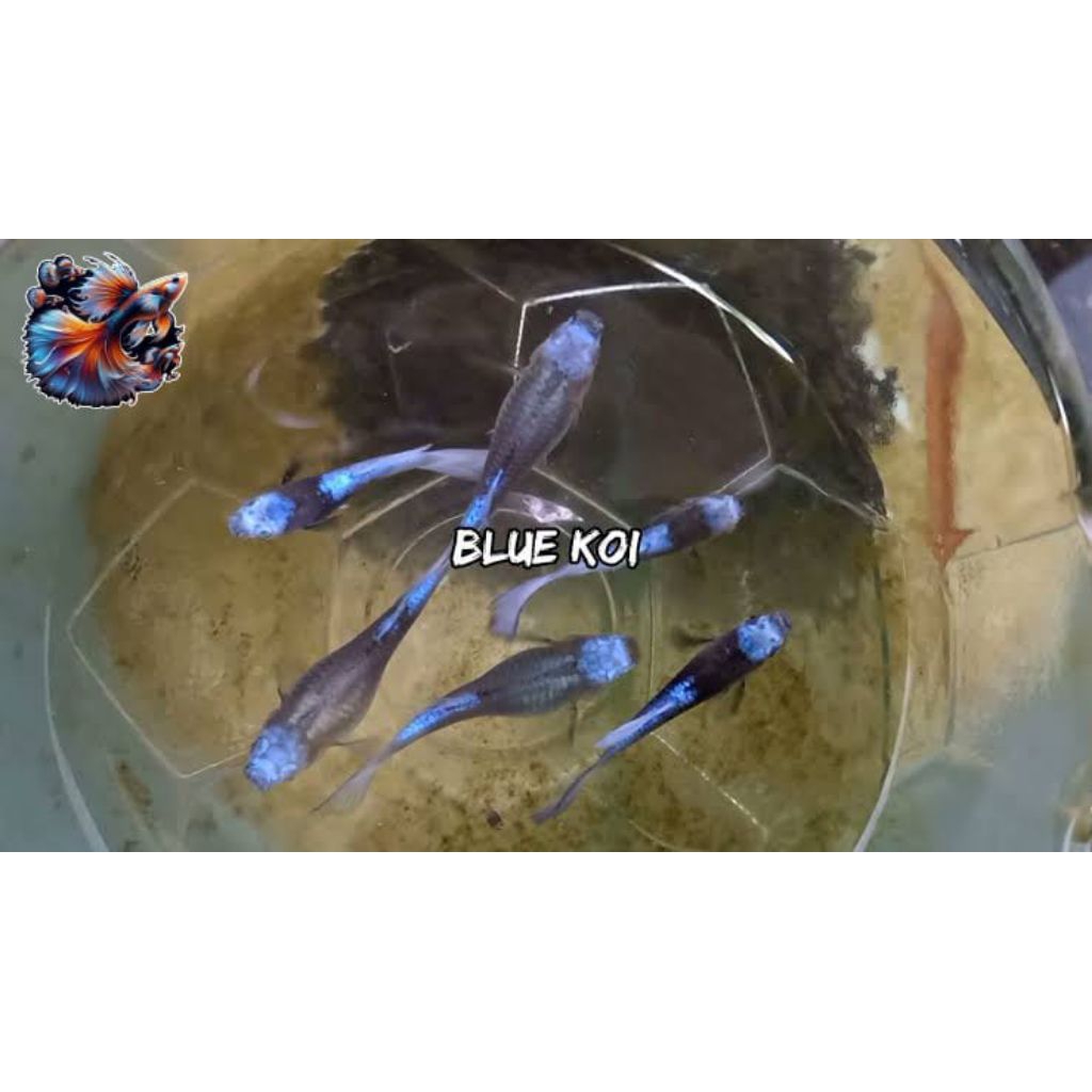 HIASAN AQUARIUM BURAYAK GUPPY BLUE KOI ISI 5