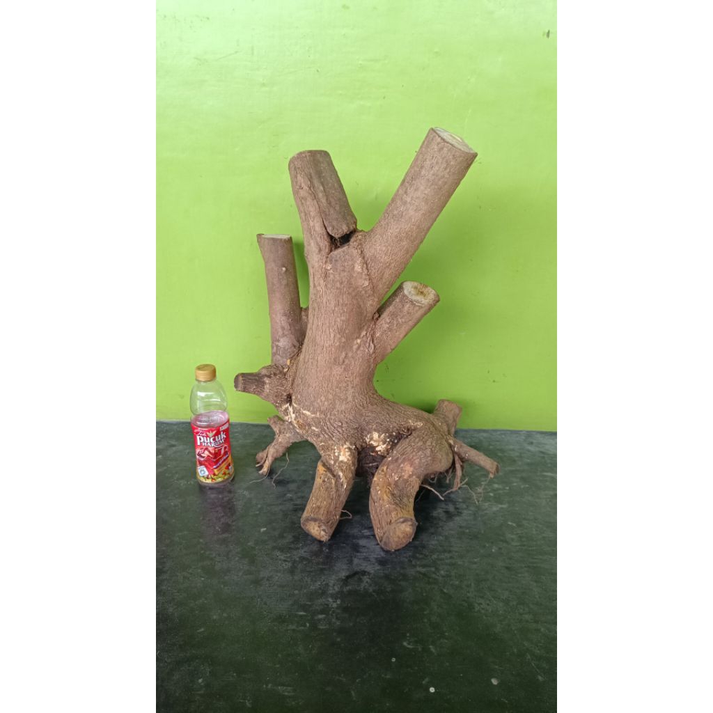 Bahan wahong laut sudah subur