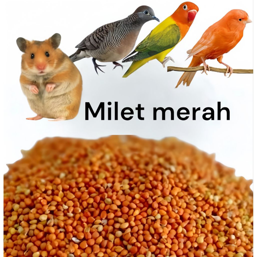 100 Gram Milet Merah Pakan Burung Milet Merah Makanan Kenari Perkutut Hamster