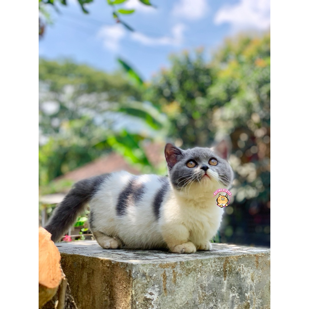 MUNCHKIN BSH LUCU