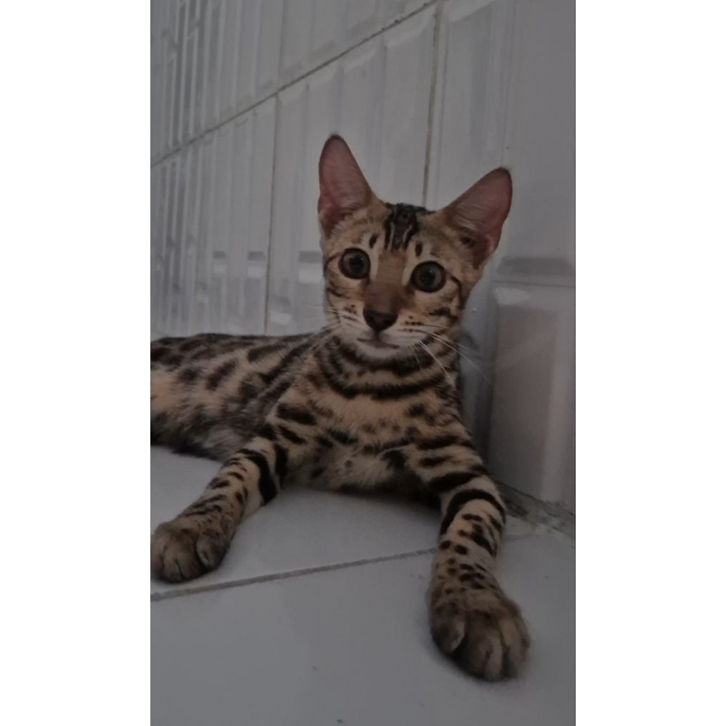 Kucing Bengal Betina