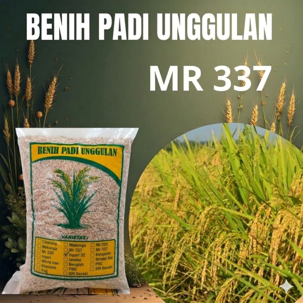benih padi mr337 kemasan 5kg . benih padi unggul mr337 kualitas super
