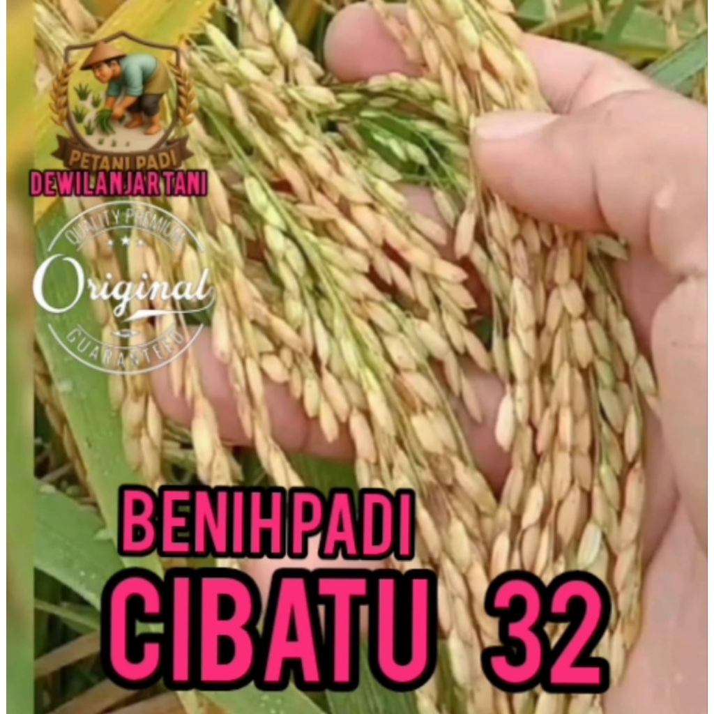 BENIH PADI CIBATU 32 SUPER KEMASAN 5KG