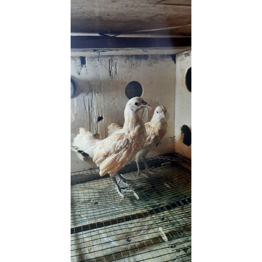 Ayam Batik/Batik Kanada/Batik Itali