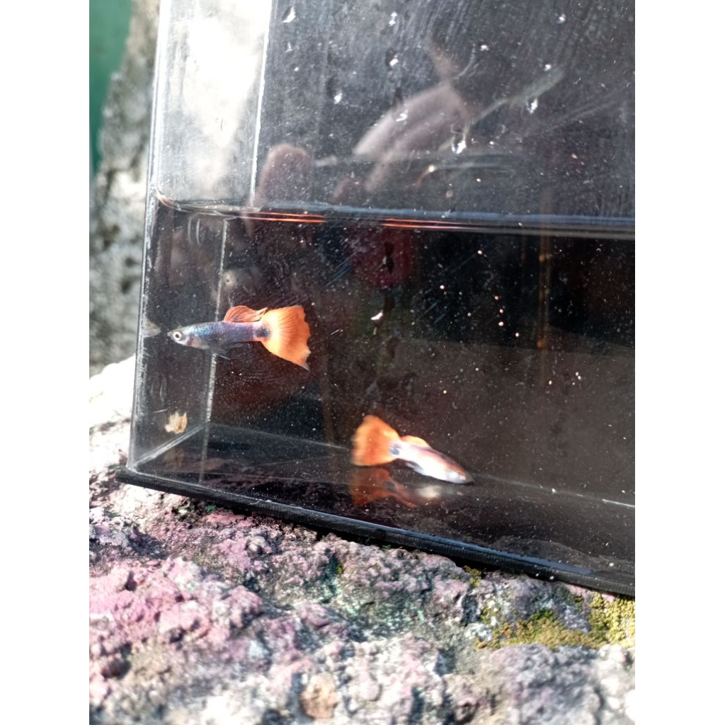 Ikan Guppy Platinum Red Tail