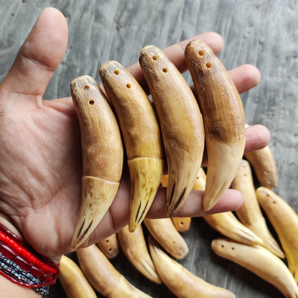 Liontin Replika Taring HM (1 biji)