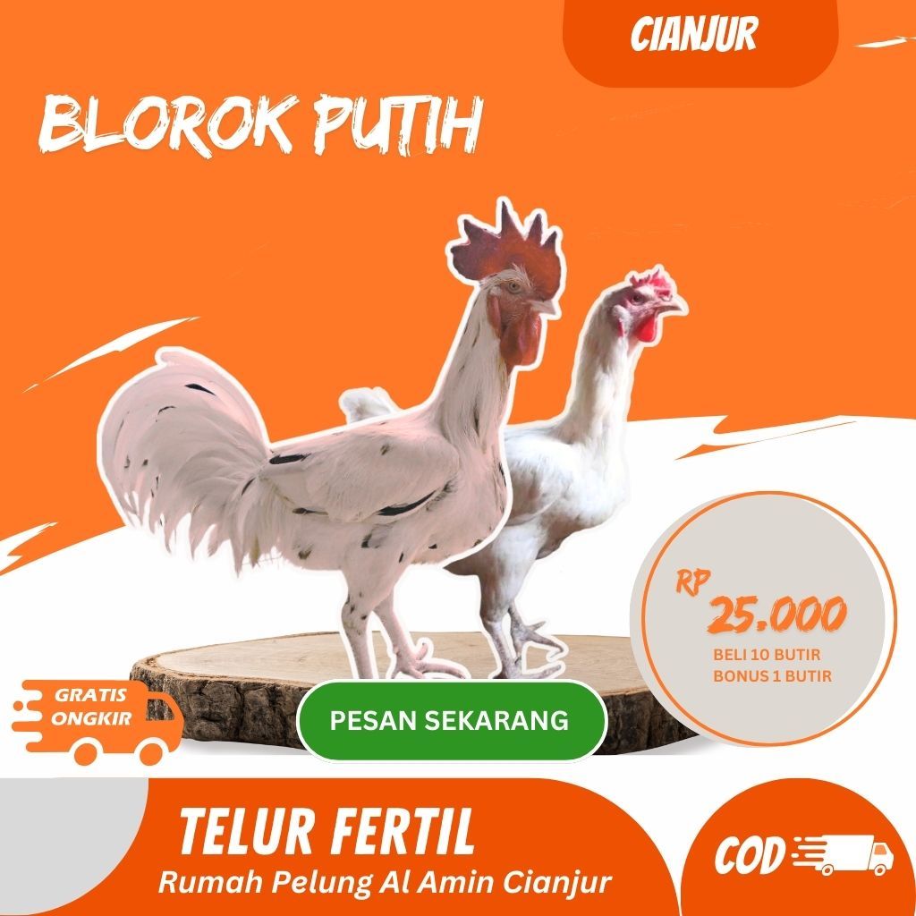 Telur Ayam Pelung Bulu Putih Brumbun | Untuk Ditetaskan Fertil
