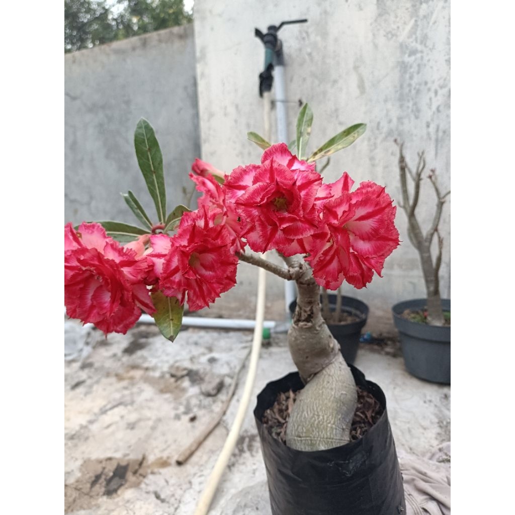 Adenium PMK (phet mong kon) bonggol besar