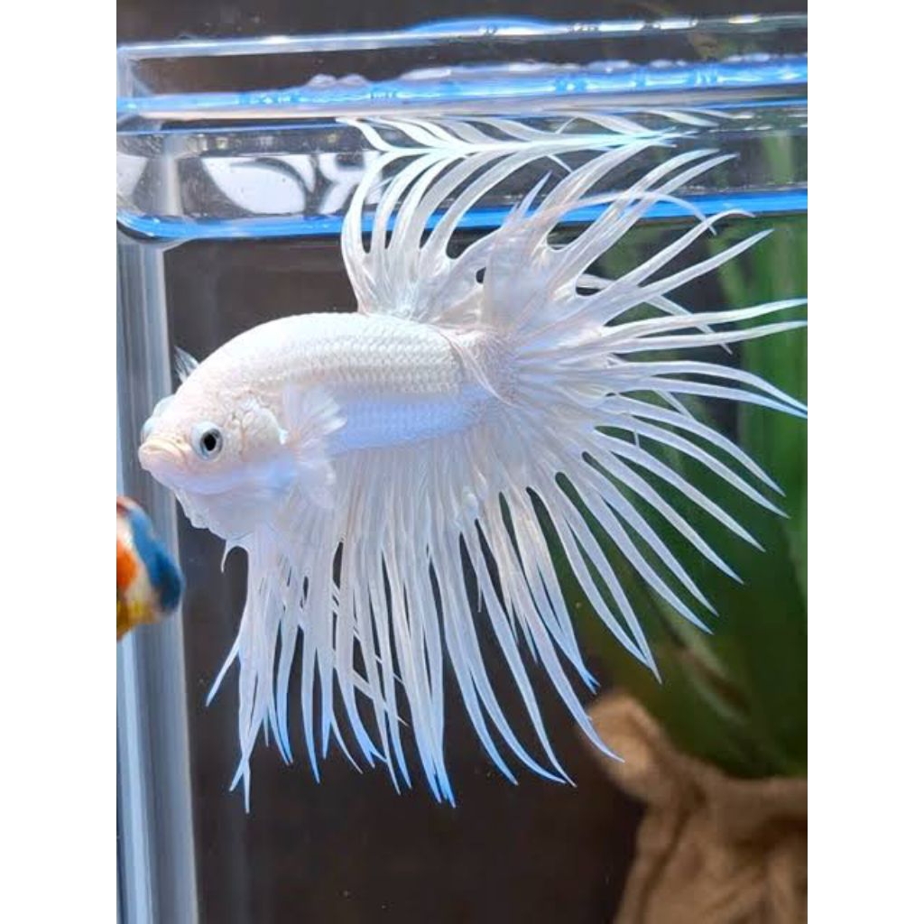 Betta fish