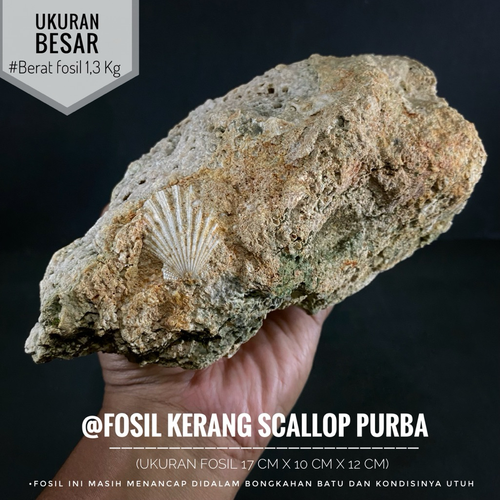 Bongkahan Fosil Kerang Scallop Purba A4 atau Fosil Kijing atau Fossil Shell atau Fosil Keong atau Fo