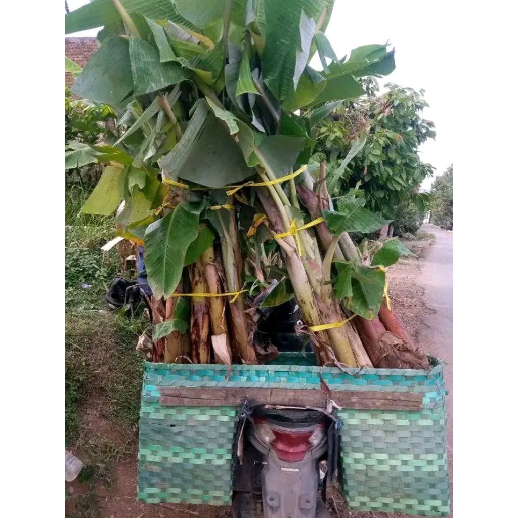 bibit pisang kepok buah jumbo/besar