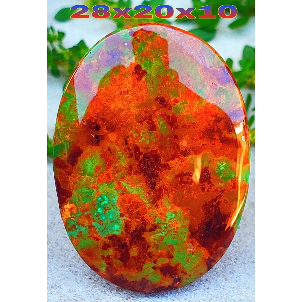 natural pirus Persia polos