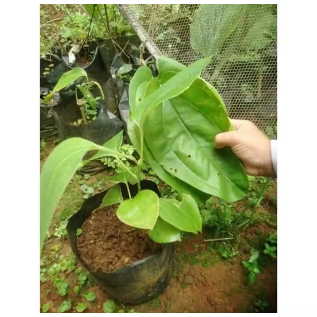 ready stok bibit daun 3 jari/daun bungkus papua siap tanam