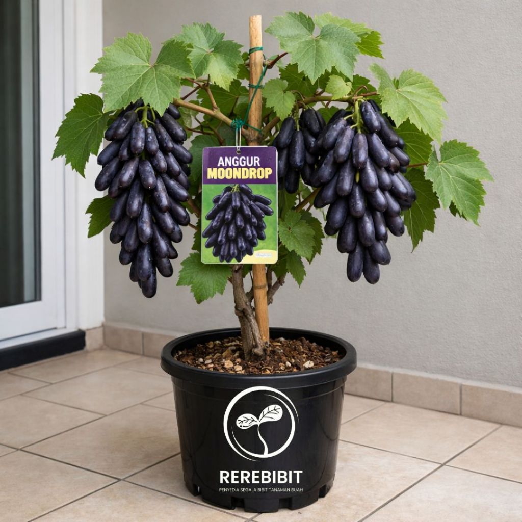 Bibit Anggur Moondrop Sudah Berbunga Rimbun Super