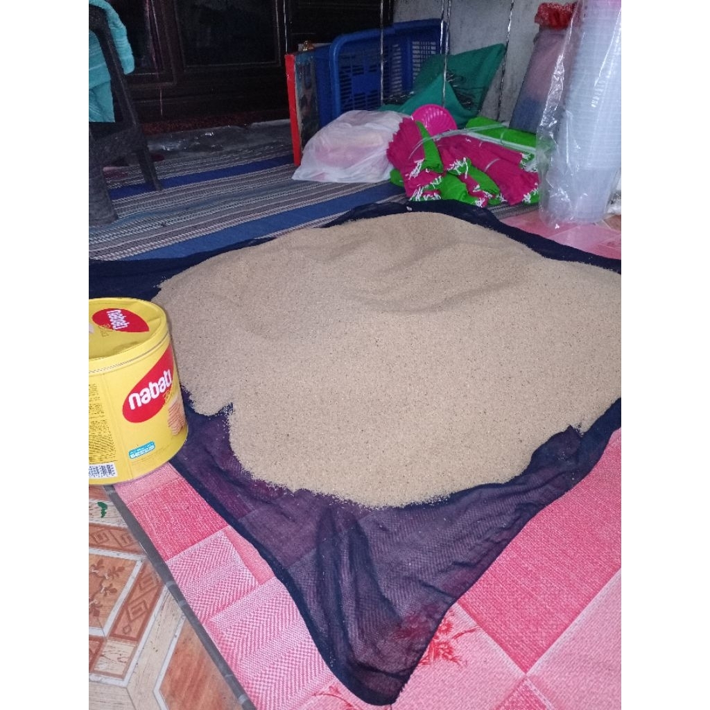 telur jangkrik umpan mancing / telur jangkrik muda